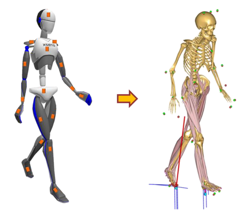 Outdoor Motion Capture and Musculoskeletal Simulations