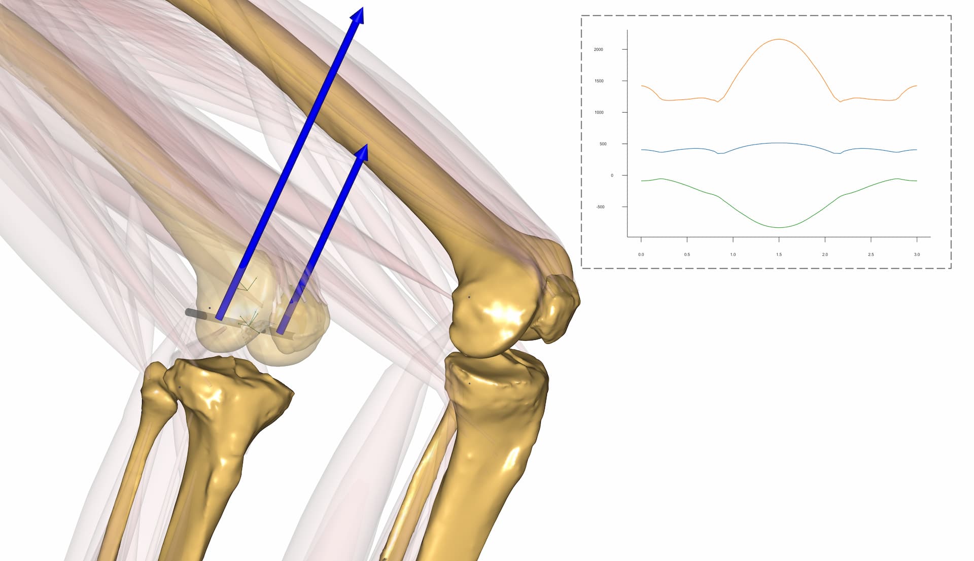 knee biomechanics