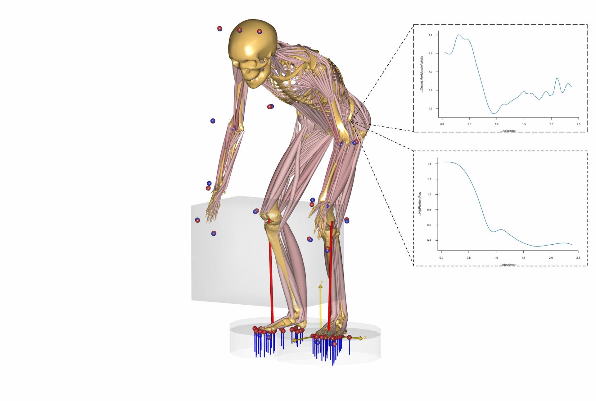 Hip biomechanics