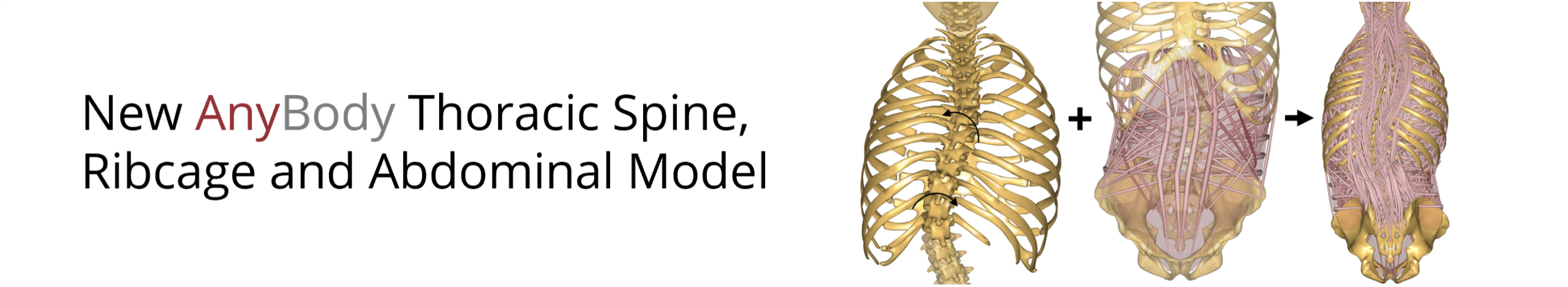 New AnyBody Thoracic Spine, Ribcage and Abdominal Model